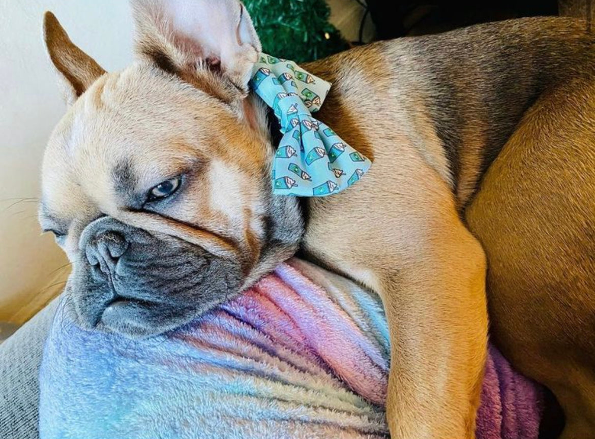 Pupshake Blue Bow Tie for Dogs and Cats