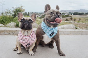 Pupshake Blue Tie On Dog and Cat Cooling Bandana